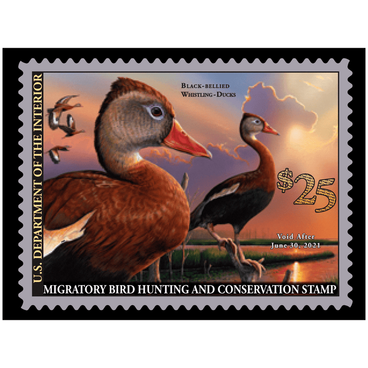 Official 2020 - 2021 Federal Duck Stamp - Metal Sign