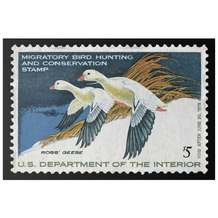 Official 1977 - 1978 Federal Duck Stamp - Canvas Sign